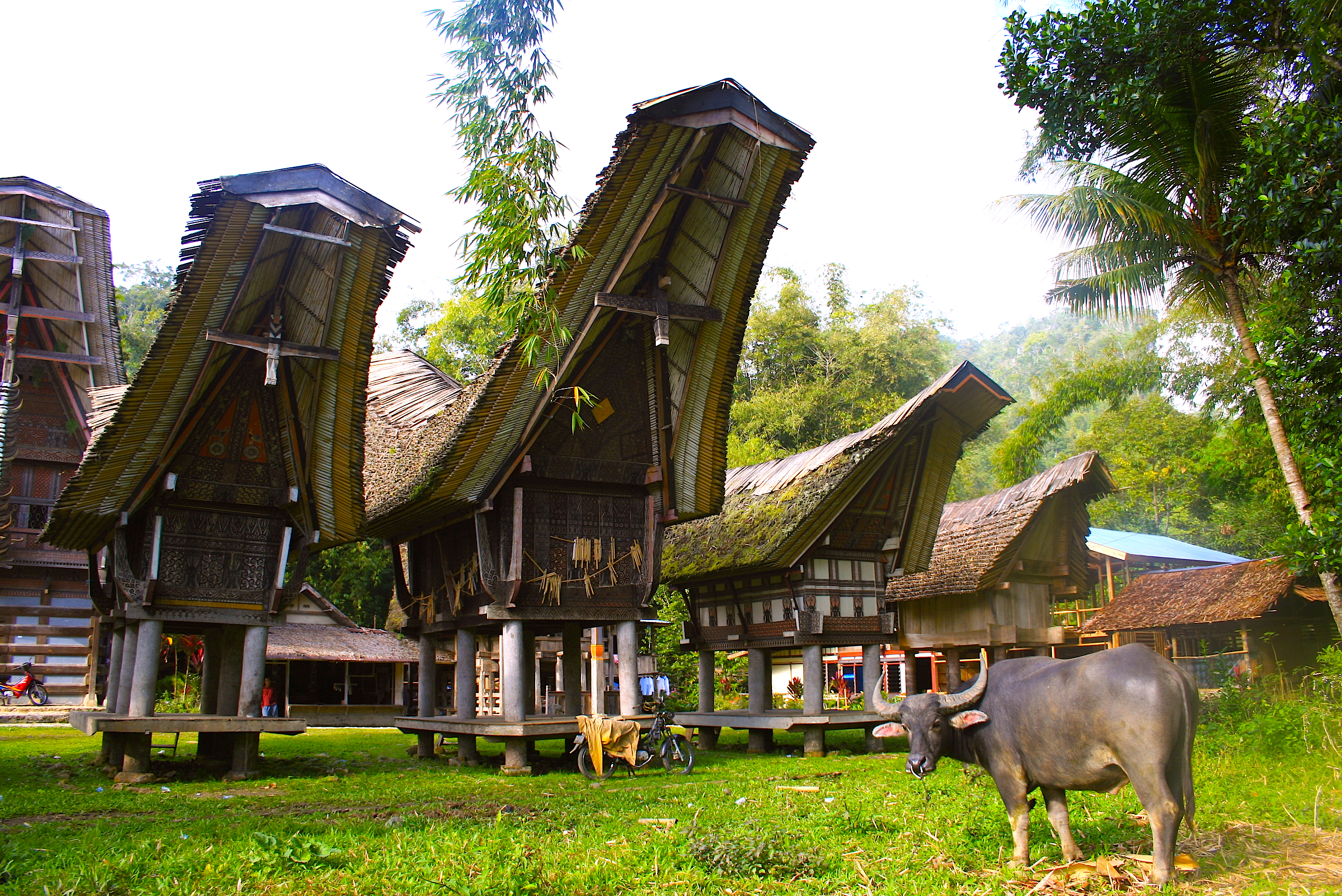 Kerbau & Rumah Adat Toraja di Kete Kesu – Guru penggemar 